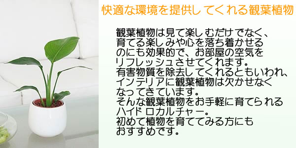 ミニ観葉植物ハイドロカルチャー陶器鉢付き3鉢セット イメージ3