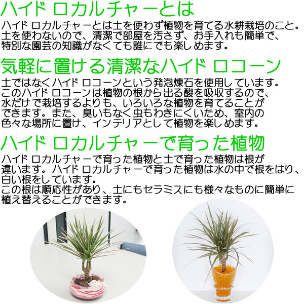 ミニ観葉植物ハイドロカルチャー陶器鉢付き3鉢セット イメージ4