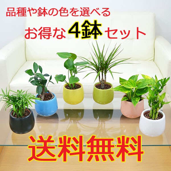 オンライン格安特売 送料無料 ネットショッピング 観葉植物 観葉植物 ハイドロカルチャー陶器鉢付き 通販 4鉢セット ミニ インテリア 人気 お祝い ギフト プレゼント おしゃれ スタイリッシ 評判良い