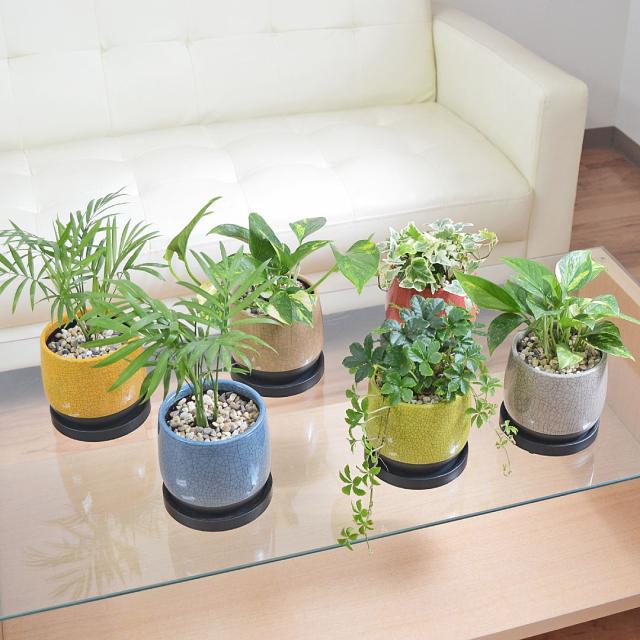 観葉植物 ミニ 陶器鉢植え イメージ2