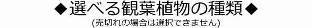 選べる観葉植物の種類