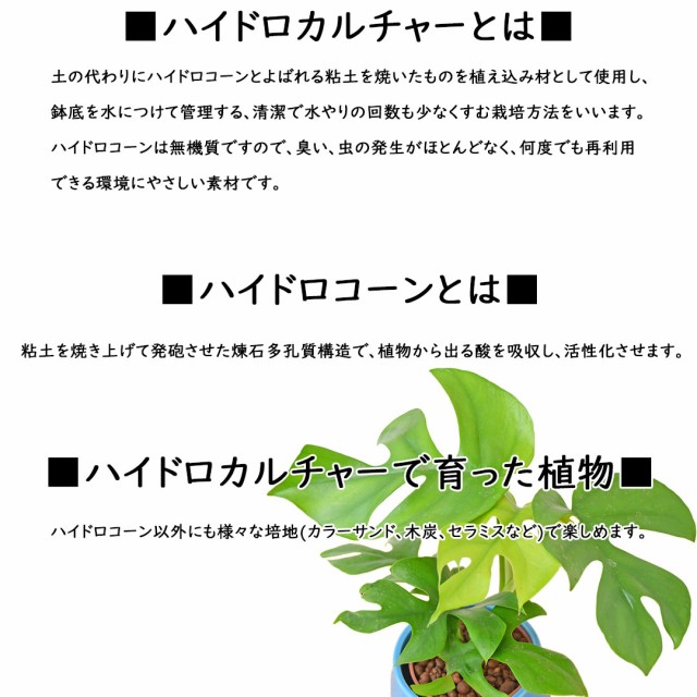 観葉植物 ミニ キングバンブー ミリオンバンブー 開運竹 ハイドロカルチャー 水耕栽培 陶器鉢付き 本物 おしゃれ お祝い 室内 インテリア｜au  PAY マーケット