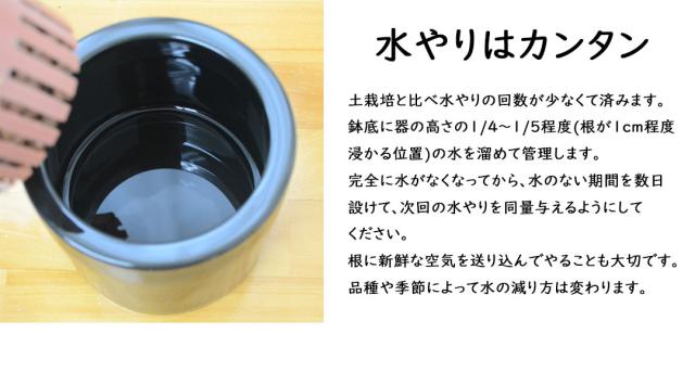 ミニ観葉植物 ハイロドカルチャー 水やり説明