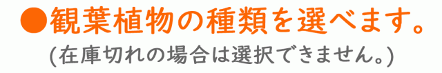 観葉植物の種類を選べます