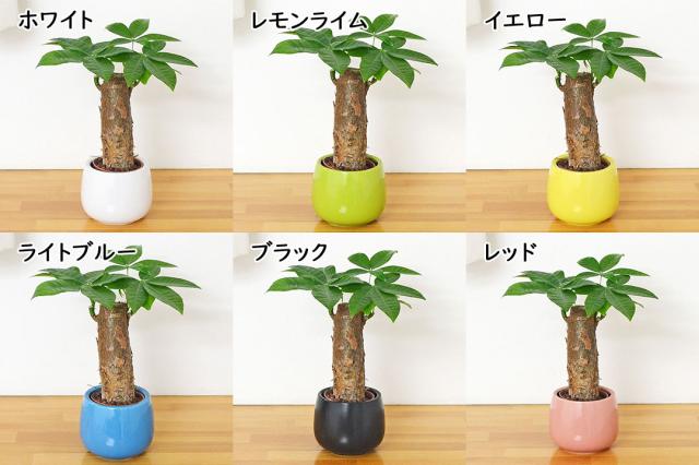 ミニ観葉植物 ハイロドカルチャー パキラ 鉢の種類