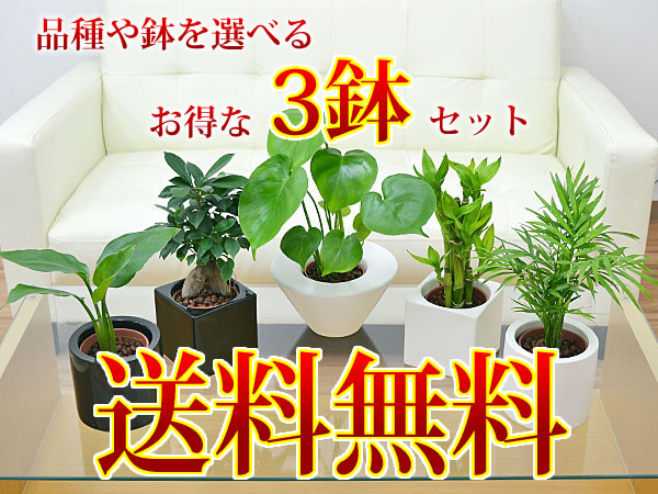 ミニ観葉植物ハイドロカルチャー陶器鉢付き3鉢セット イメージ