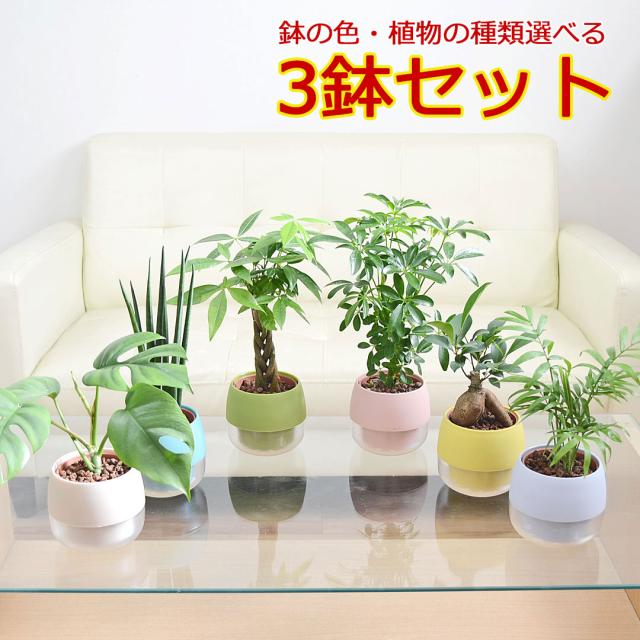 ミニ観葉植物 ハイロドカルチャー 3鉢セット イメージ