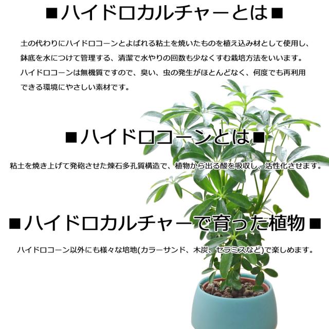 ミニ観葉植物 ハイロドカルチャー 3鉢セット 説明