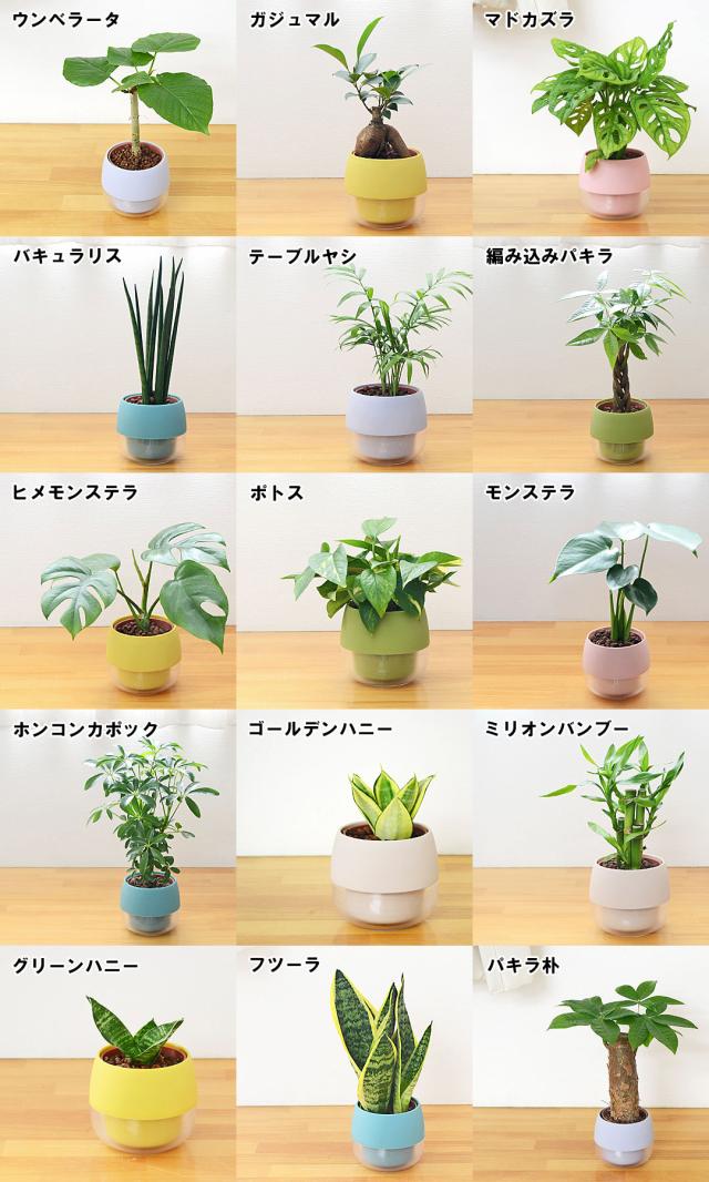 ミニ観葉植物 ハイロドカルチャー 3鉢セット 観葉植物の種類