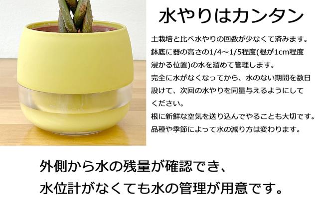 ミニ観葉植物 ハイロドカルチャー 3鉢セット 水やり説明