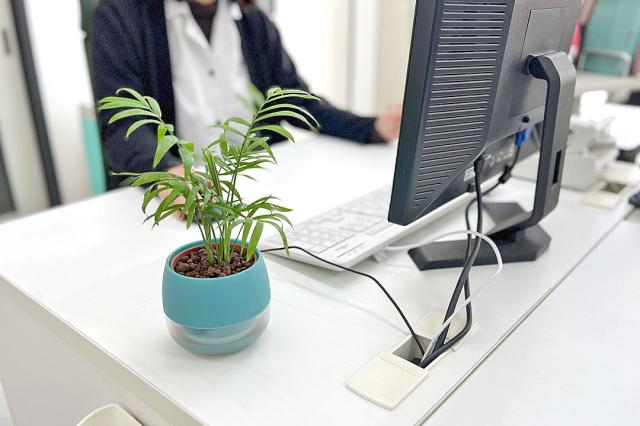 ミニ観葉植物 ハイロドカルチャー ビビ イメージ1