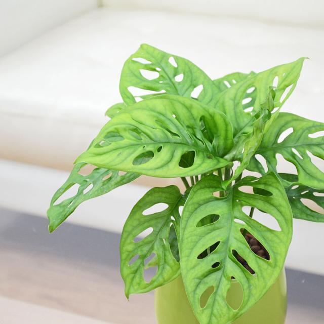 ミニ観葉植物 ハイロドカルチャー マドカズラ イメージ1