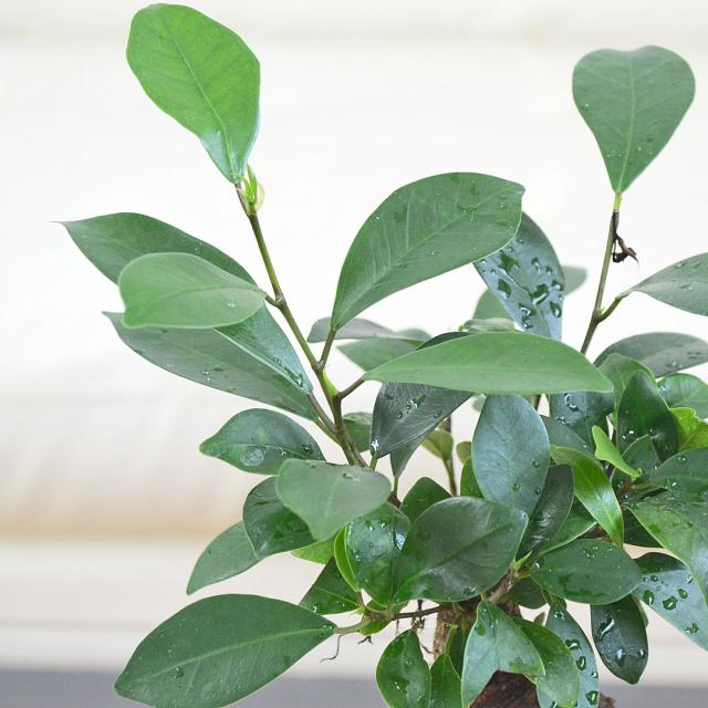 観葉植物 ガジュマル 陶器鉢植え 葉の拡大