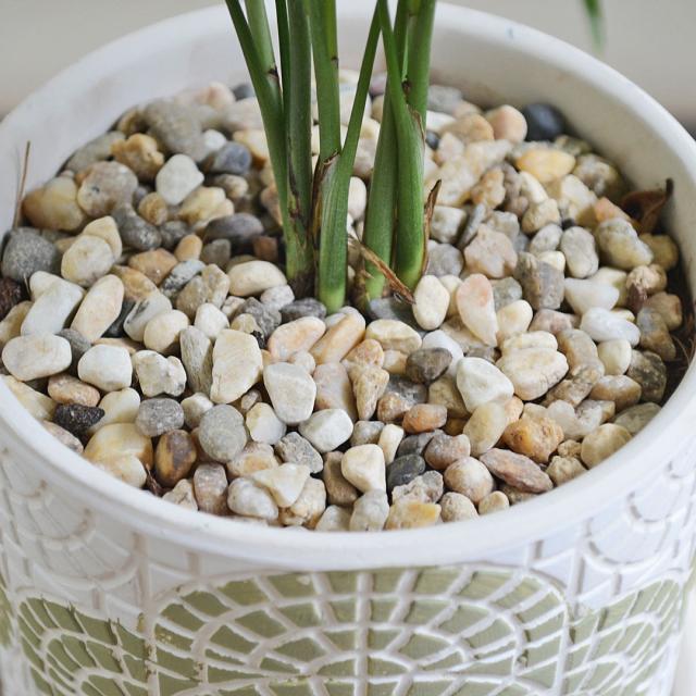 観葉植物 花柄テラコッタ鉢 化粧石の拡大