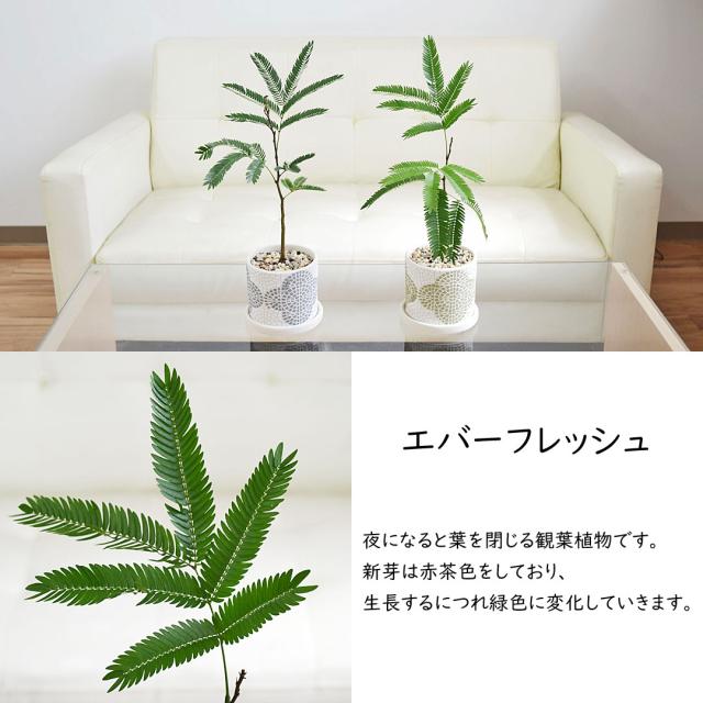 観葉植物 花柄テラコッタ鉢 エバーフレッシュ