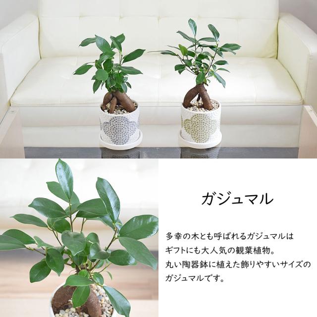 観葉植物 花柄テラコッタ鉢 ガジュマル
