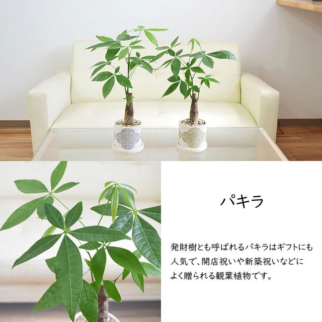 観葉植物 花柄テラコッタ鉢 パキラ