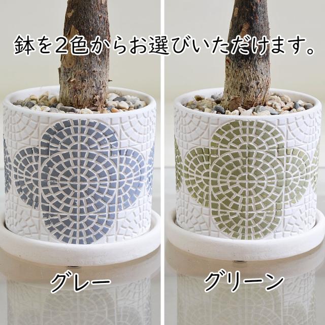 観葉植物 花柄テラコッタ鉢 拡大