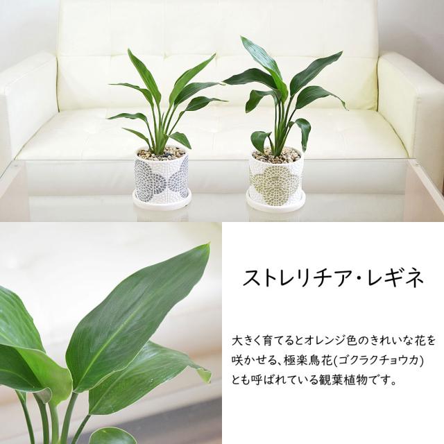 観葉植物 花柄テラコッタ鉢 レギネ