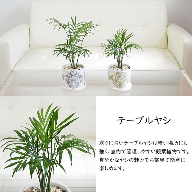 観葉植物 花柄テラコッタ鉢 テーブルヤシ