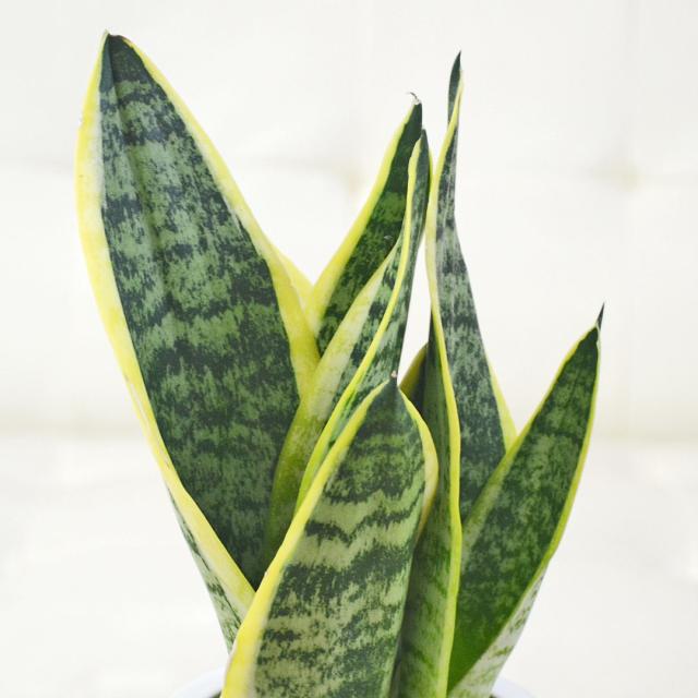 ミニ観葉植物 ハイロドカルチャー サンスベリア フツーラ 葉の拡大