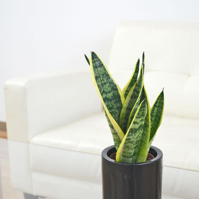 ミニ観葉植物 ハイロドカルチャー サンスベリア フツーラ イメージ1