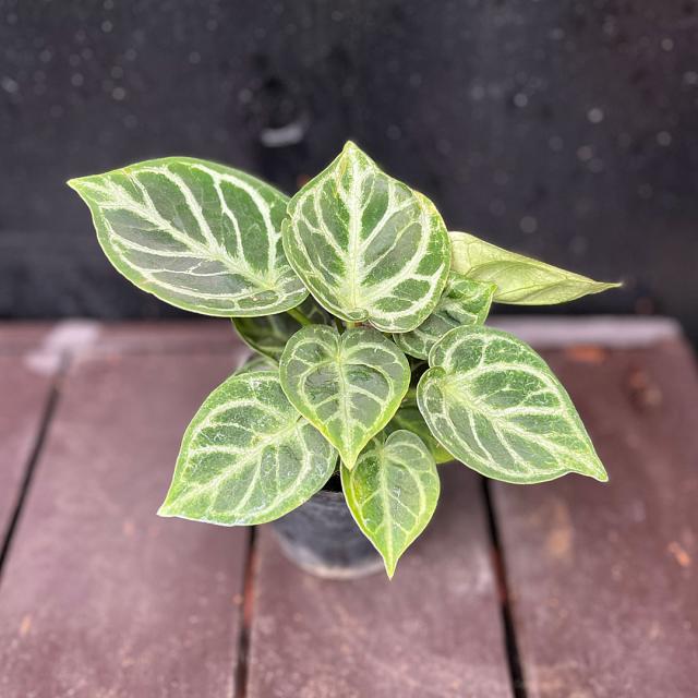 観葉植物 アンスリウム ドラヤキ 2.5号 イメージ3