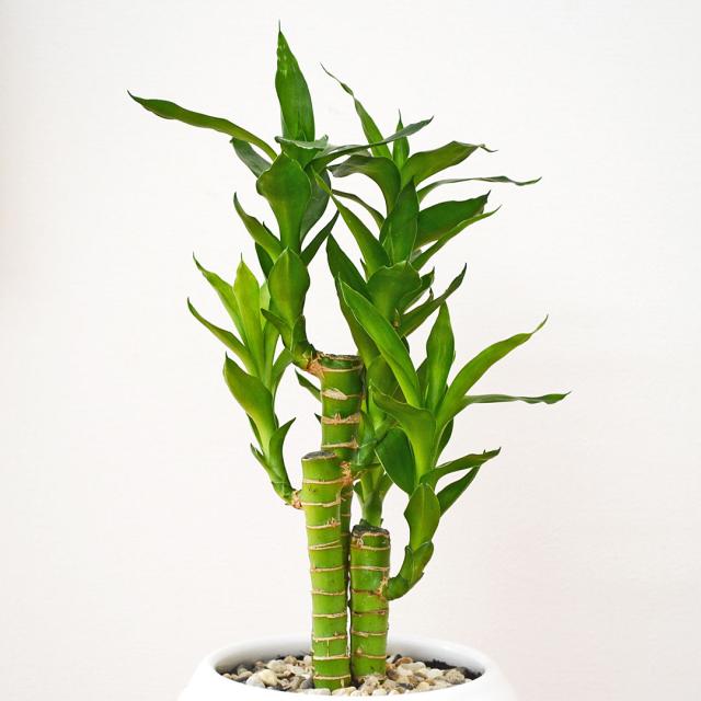 観葉植物 キングバンブー ボール形陶器鉢 葉の拡大