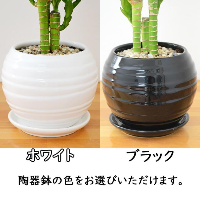 観葉植物 キングバンブー ボール形陶器鉢 陶器鉢の拡大