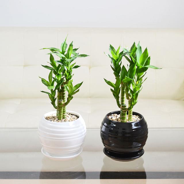 観葉植物 キングバンブー ボール形陶器鉢 イメージ