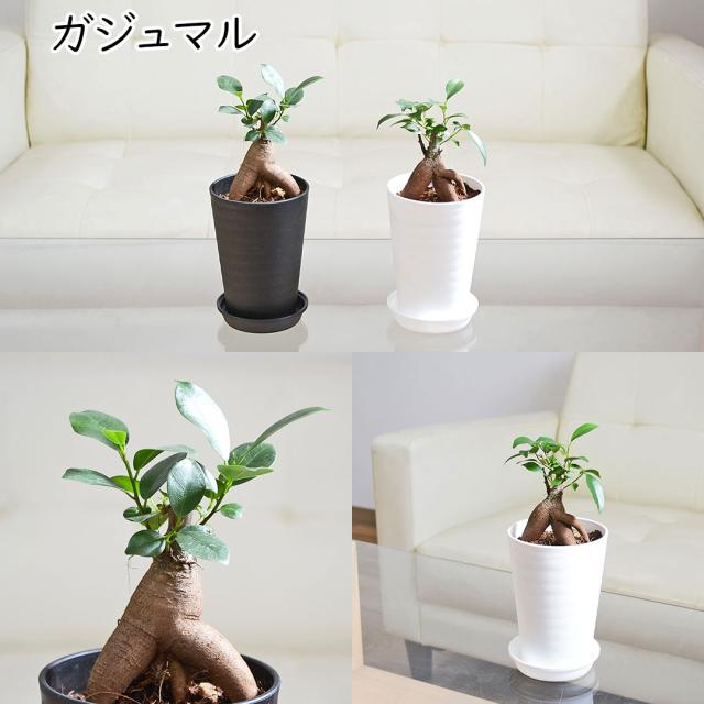 選べる観葉植物 セラアート鉢 3.5号 ガジュマル
