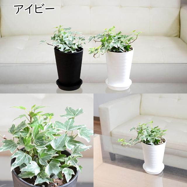 選べる観葉植物 セラアート鉢 3.5号 アイビー