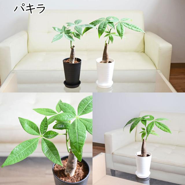 選べる観葉植物 セラアート鉢 3.5号 パキラ