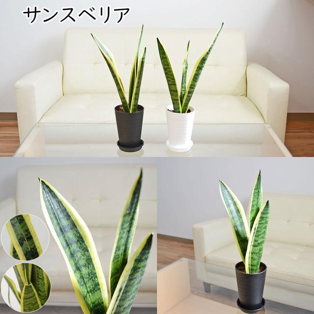 選べる観葉植物 セラアート鉢 3.5号 サンスベリア