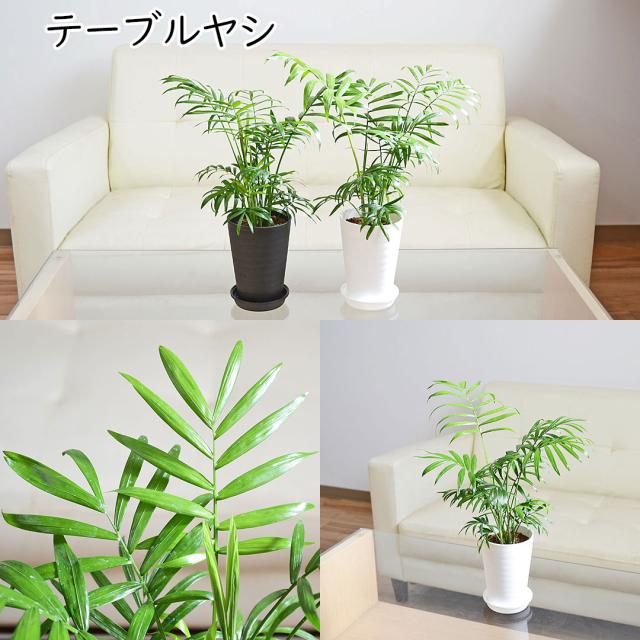 選べる観葉植物 セラアート鉢 3.5号 テーブルヤシ