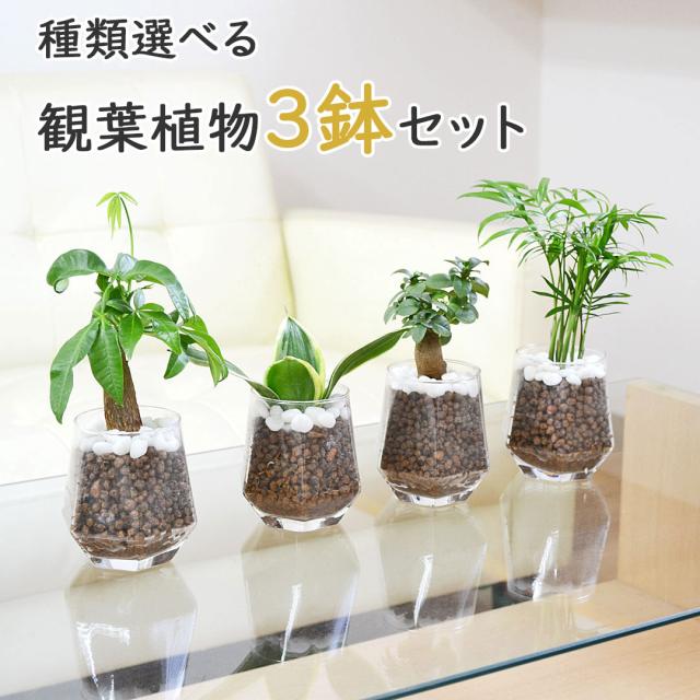 【送料無料】ミニ観葉植物 ヘキサグラス 3鉢セット