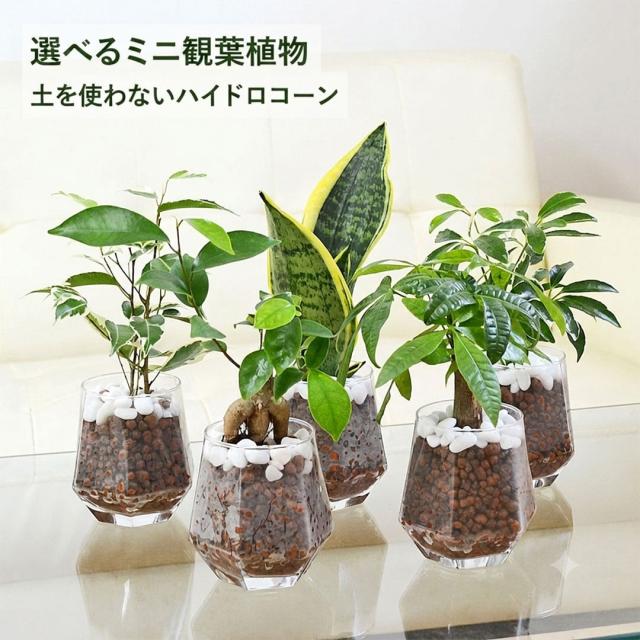 【送料無料】ミニ観葉植物 ヘキサグラス