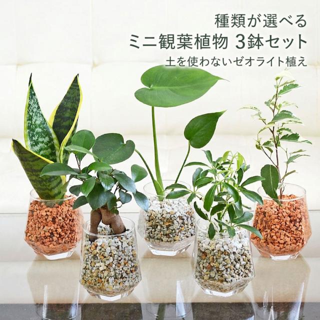 【送料無料】ミニ観葉植物 ヘキサグラス ゼオライト 3鉢セット