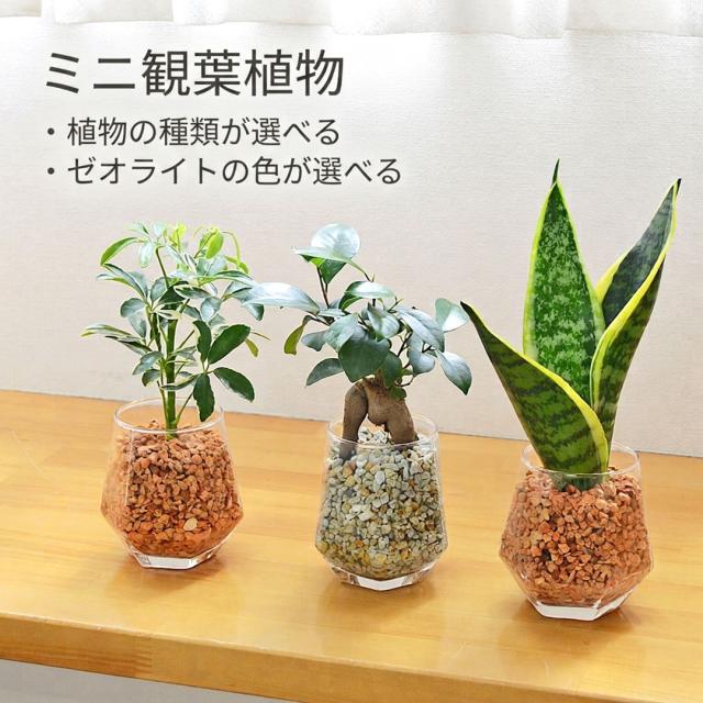 【送料無料】ミニ観葉植物 ヘキサグラス ゼオライト