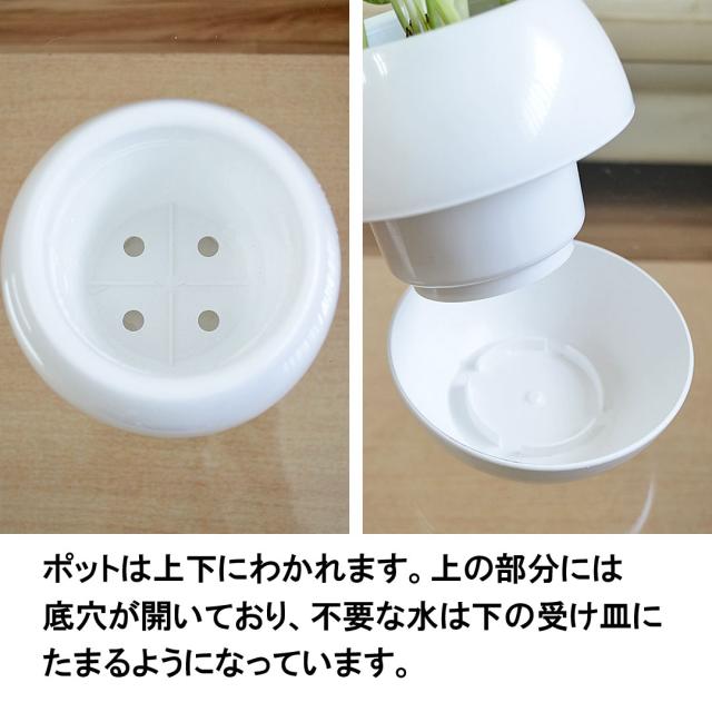 観葉植物 選べるポトス 3号 ポットの説明