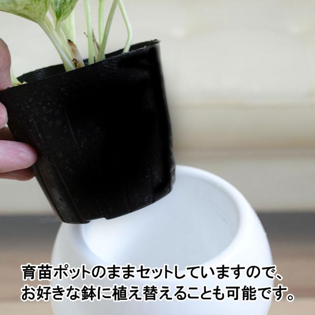 観葉植物 選べるポトス 3号 育苗ポットの説明