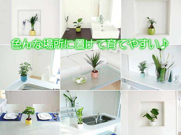 ミニ観葉植物ハイドロカルチャー陶器鉢付き3鉢セット イメージ2