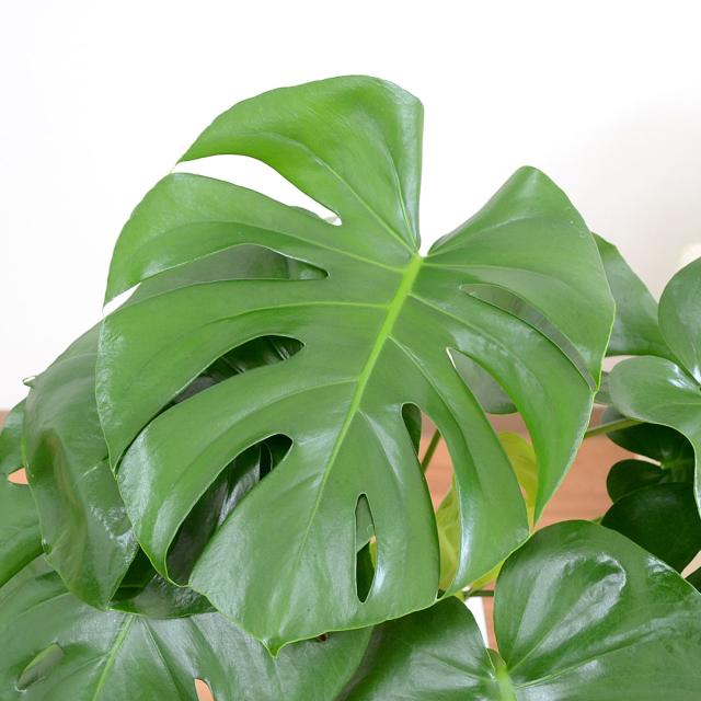 観葉植物 モンステラ スクエア陶器鉢植え 7号 葉の拡大