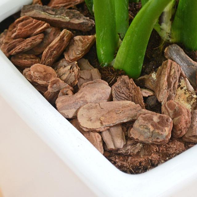 観葉植物 モンステラ スクエア陶器鉢植え 7号 幹と土の表面の拡大