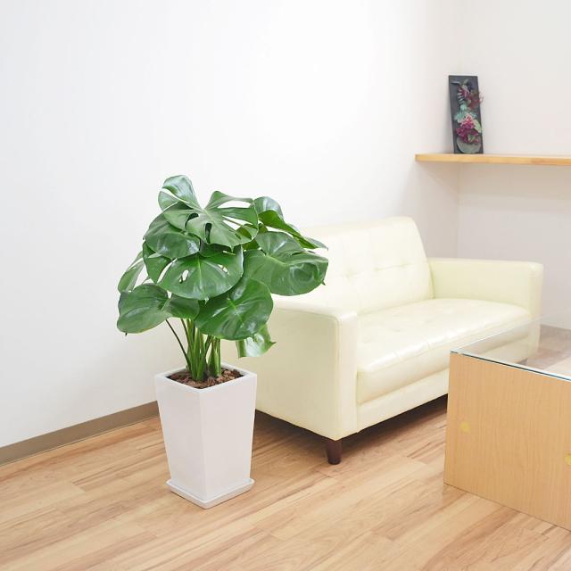 観葉植物 モンステラ スクエア陶器鉢植え 7号 イメージ