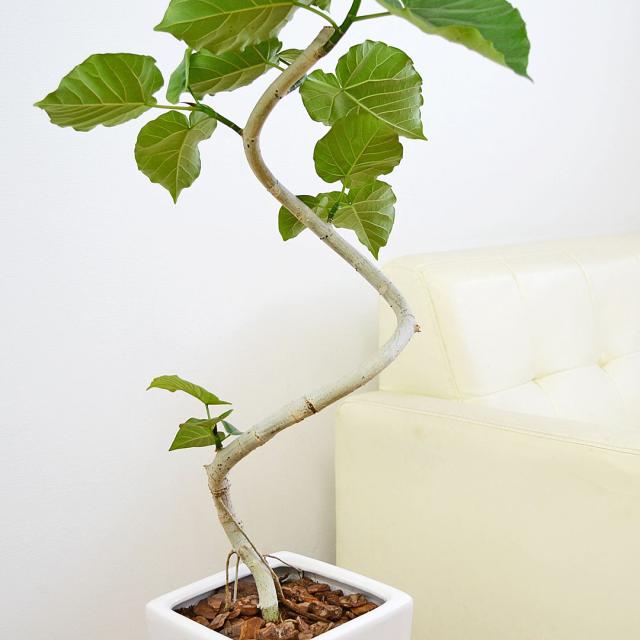 観葉植物 ウンベラータ 曲がり 7号 陶器鉢 幹の拡大