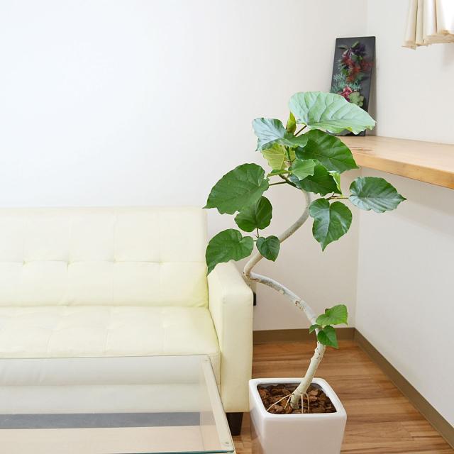観葉植物 ウンベラータ 曲がり 7号 陶器鉢 イメージ2