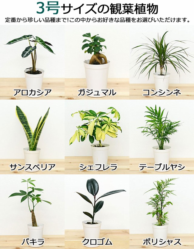 【送料無料】選べる観葉植物2鉢セット 6号3号 鉢カバー付き(6号のみ)【インテリア/室内/人気/お祝い/ギフト/プレゼント/開店祝い/新築祝