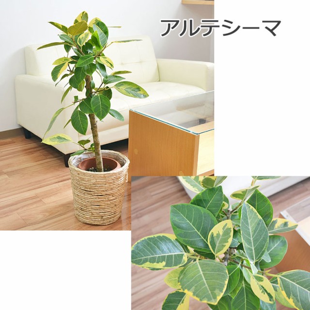 送料無料】選べる観葉植物・鉢カバー 7号サイズ【モンステラ