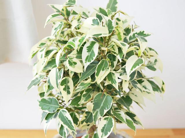 ベンジャミン・スターライトの葉の拡大